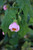 Abutilon x hybridum 'Roseus'