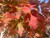 Acer Autumn Blaze fall color