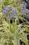 Agapanthus africanus 'Summer Gold' (Light Blue)