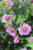 Anisodontea hypomandarum 'Tara's Pink'