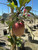 Apple 'Anna'