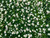 Fibrous Begonia Green Leaf White Flower
