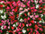 Fibrous Begonia Green Leaf Mix Flower