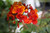 Caesalpinia pulcherrima flower