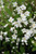 Deutzia gracilis 'Nikko'