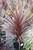 Cordyline australis 'Red Star'