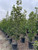 Cornus capitata 'Mountain Moon'