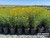 Coreopsis verticillata 'Zagreb' (Yellow)