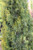 Cupressus sempervirens 'Swane's Golden' foliage