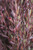 Dodonaea viscosa 'Purpurea'
