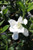 Gardenia jasminoides 'August Beauty'