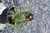 Helleborus Winter Jewels 'Onyx Odyssey'