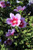 Hibiscus syriacus 'Hollandia'