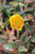 Hypericum moserianum 'Tricolor'