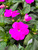 Impatiens Sunpatiens®