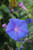 Ipomoea acuminata 'Blue Dawn'