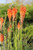 Kniphofia galpinii 'Orange Flame'