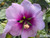 Lavatera maritima