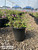 Lantana montevidensis 1 gal
