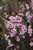 Leptospermum scoparium 'Apple Blossom'