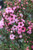 Leptospermum scoparium 'Candy Cane'