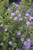 Leucophyllum langmaniae 'Rio Bravo'
