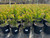 Leucadendron salignum 'Summer Red' 5 gal
