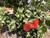 Metrosideros collina 'Spring Fire' flowers