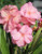 Nerium oleander 'Mrs. Roeding'