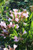 Nerium oleander 'Petite Pink'