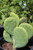 Opuntia cacanapa 'Ellisiana'