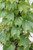 Parthenocissus tricuspidata 'Green Showers'