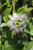 Passiflora edulis 'Nancy Garrison' Passion Fruit