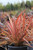 Phormium 'Evening Glow'