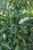 Prunus lusitanica flower