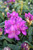 Rhododendron 'Lee's Dark Purple'