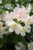 Rhododendron 'Percy Wiseman' (Pink/Cream)