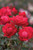 Rosa Knock Out Double Red