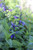 Salvia guaranitica 'Black and Blue'