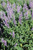 Salvia leucantha 'Santa Barbara'