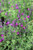 Salvia greggii 'Ultra Violet'