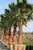 Washingtonia robusta