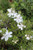 Westringia fruticosa 'Mundi'
