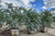 Acacia podalyriifolia Multi 24" Box