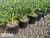 Carissa macrocarpa 'Green Carpet' 1 gal
