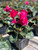 Cyclamen Latinia® Success Deep Magenta