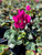 Cyclamen Latinia® Purple