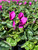 Cyclamen Latinia® Lilac
