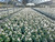 Cyclamen Latinia® White