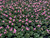 Cyclamen Latinia® Rose Eye